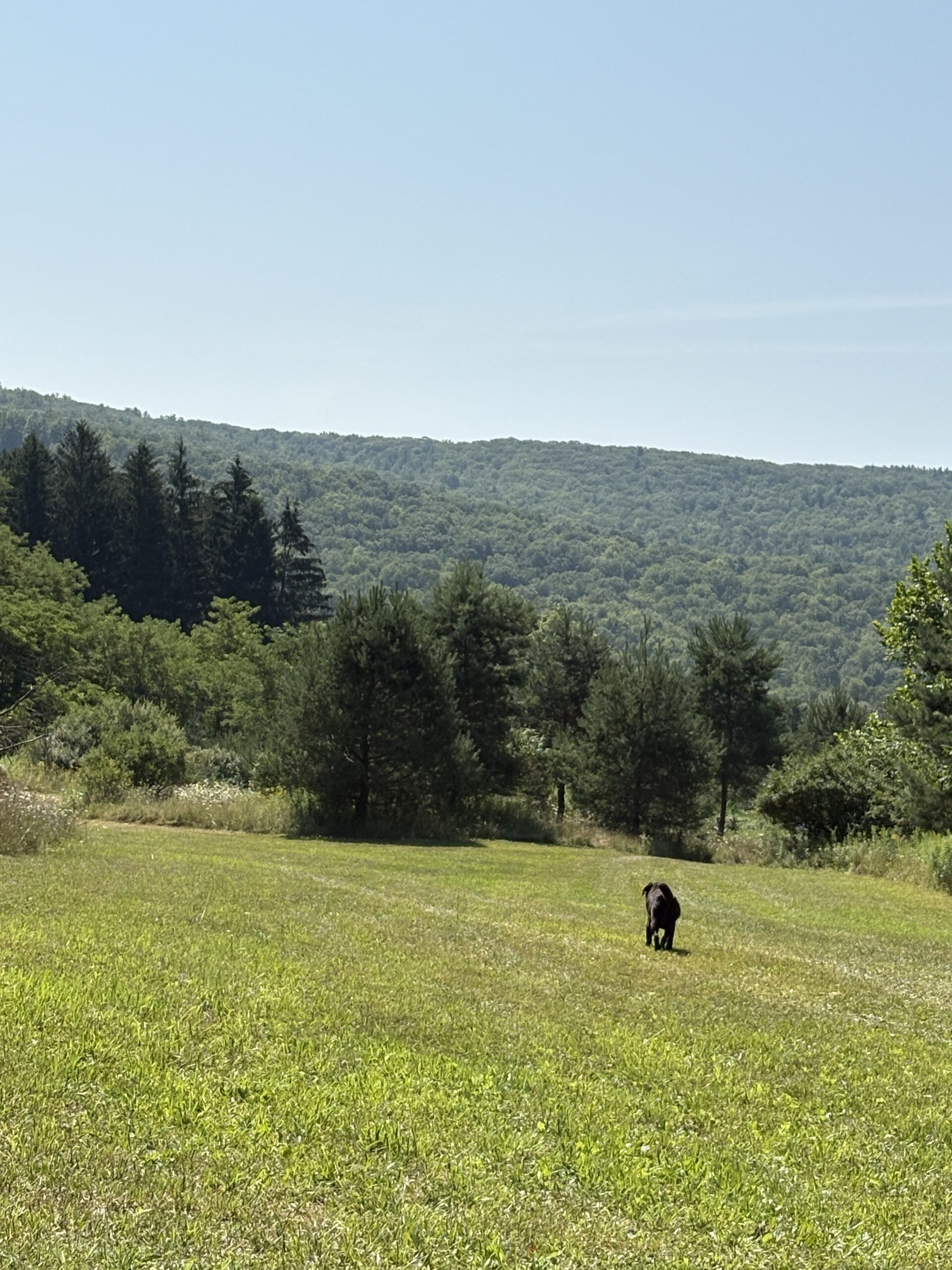 Counting down the days… to a more simple time