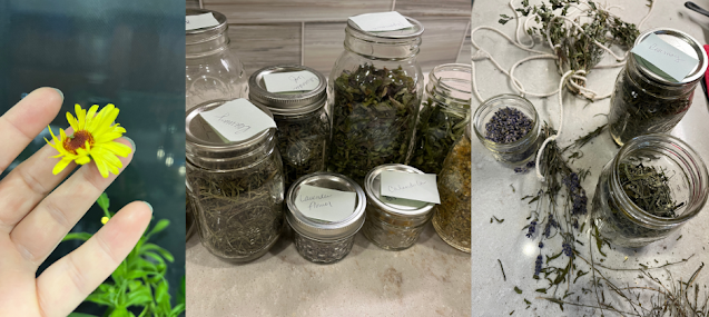 From Harvest to Shelf: A Simple Dried Herb Inventory